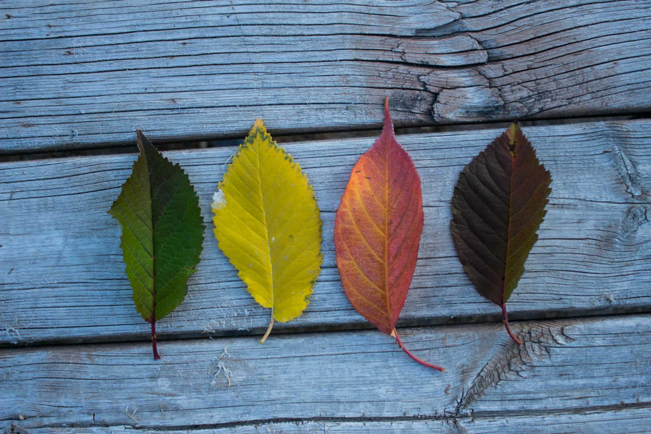 four leaves on wooden board